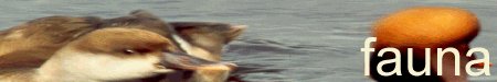 banfauna.jpg (9251 bytes)